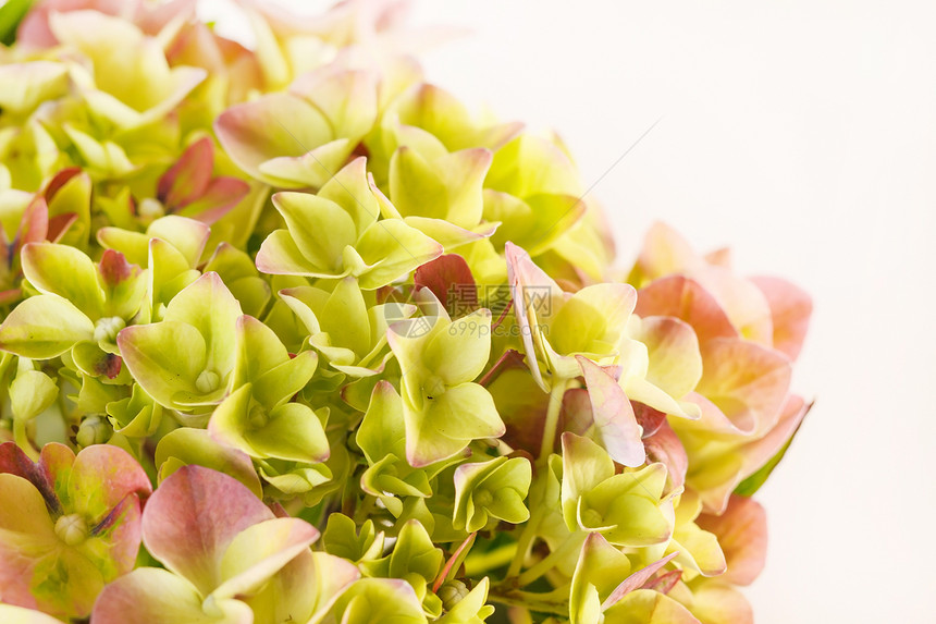美丽的杂兰花礼物插花白色叶子绿色绣球花展示花头植物花园图片