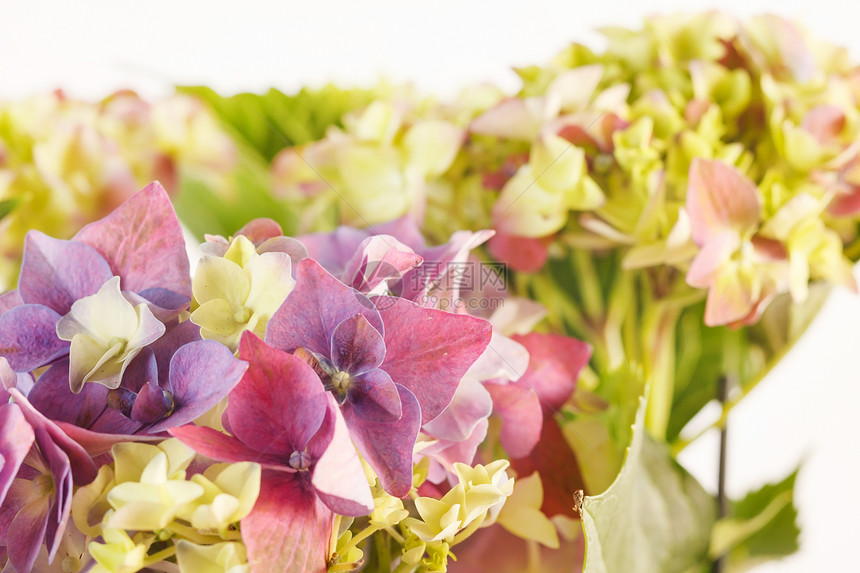 美丽的杂兰花绿色白色绣球花植物花园紫色礼物插花展示花瓣图片