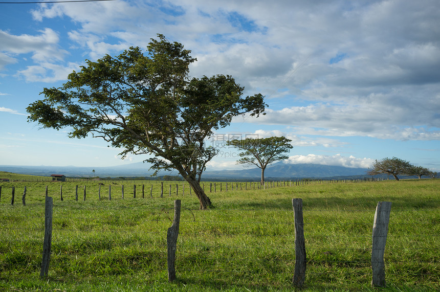 瓜纳卡斯特树热带牧场农场水平场地乡村农村栅栏国家草地图片