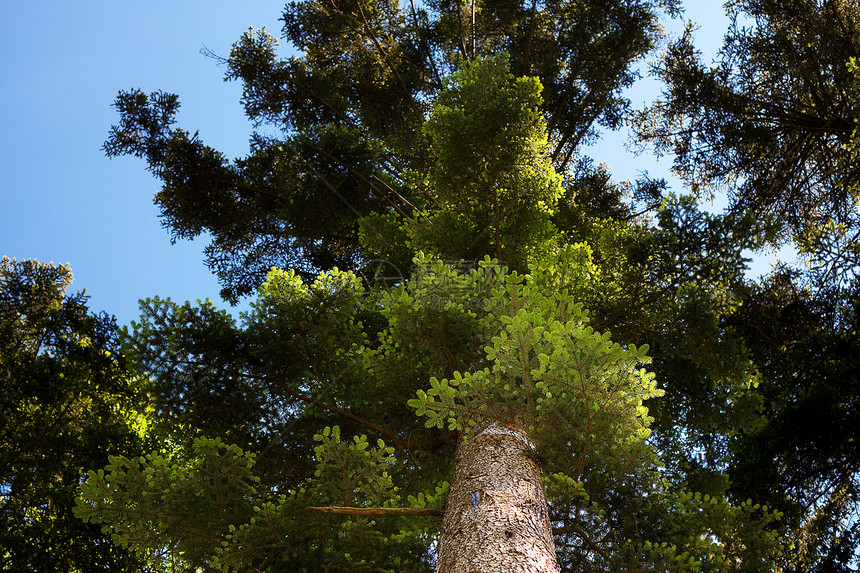 松树的树冠对准蓝天阳光森林天空团体植物针叶木头树干太阳叶子图片