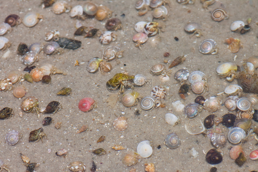 寄居蟹在沙滩上的海螺中动物眼睛天空旅行假期生活甲壳贝类海洋宏观图片