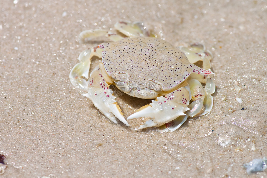 沙子上的螃蟹植物学土地植物眼睛边缘海洋动物宏观野生动物热带图片