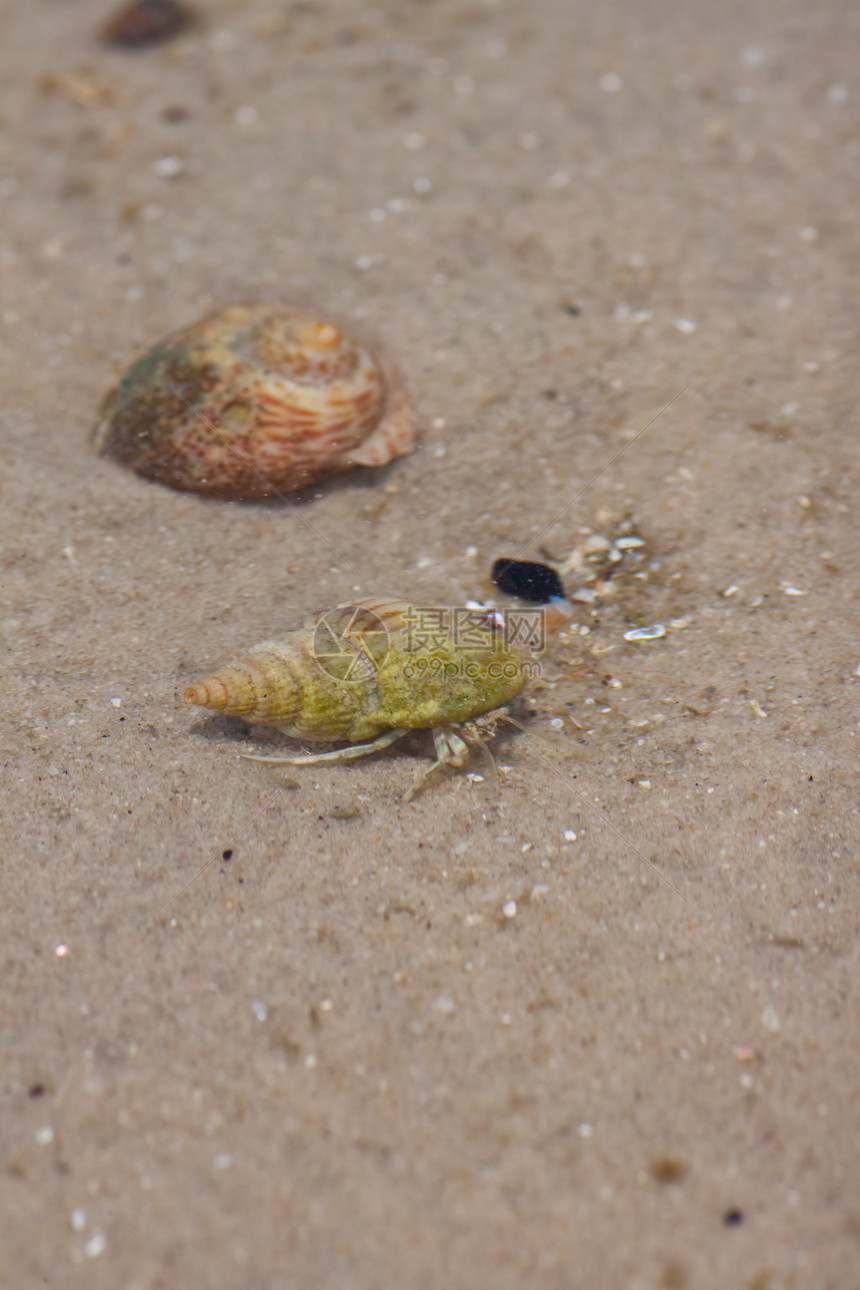 寄居蟹在沙滩上的海螺中野生动物甲壳宏观天空海岸眼睛动物海洋贝类假期图片