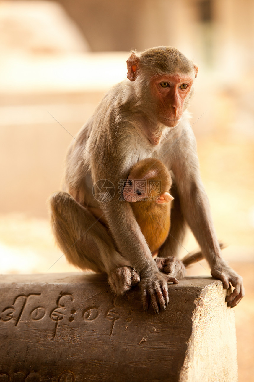 猴子和宝宝动物胸部丛林拥抱热带关爱宝塔婴儿母亲毛皮图片