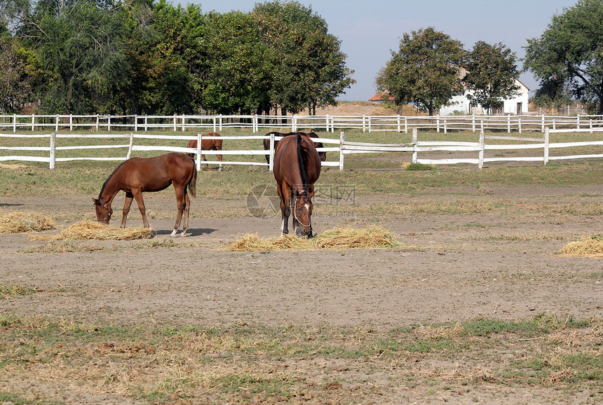 马和马场地动物绿色农场牧场干草畜栏棕色哺乳动物图片