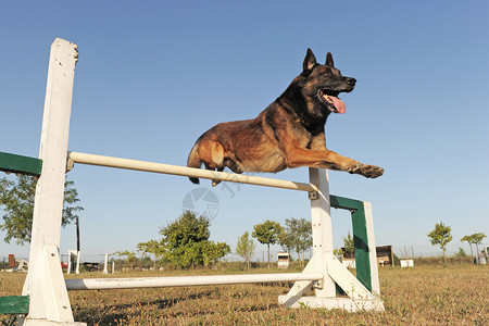 玛利诺跳跃麦地诺锻炼动物训练牧羊人棕色犬类警觉运动宠物背景