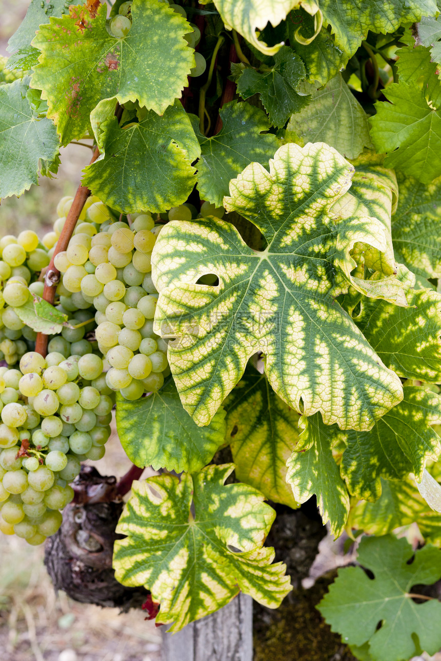 法国阿quitaine地区  Saternes  的白葡萄植被外观叶子藤蔓水果植物酒业农业栽培葡萄园图片