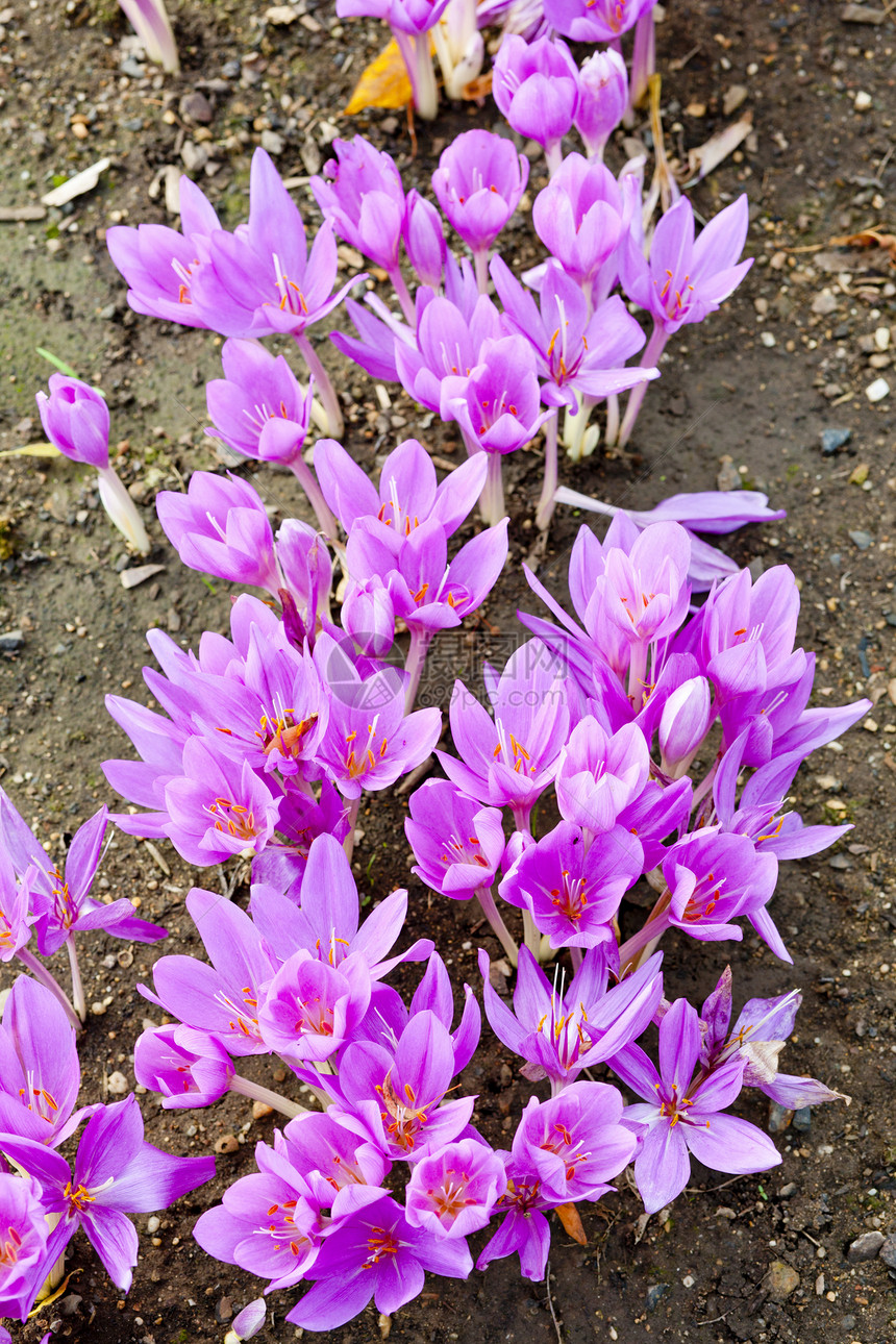 约colchicum外观季节植物花园静物红花紫色植被园艺植物学图片