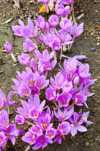 紫色秋水仙约colchicum外观季节植物花园静物红花紫色植被园艺植物学背景