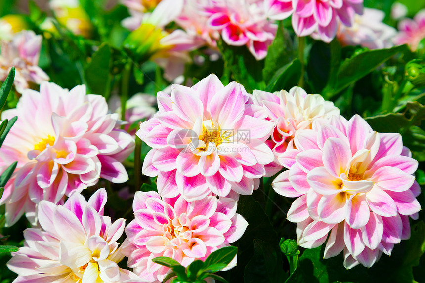 粉红大丽花 下着雨滴生长花粉红色花园花瓣季节生活叶子绿色粉色图片