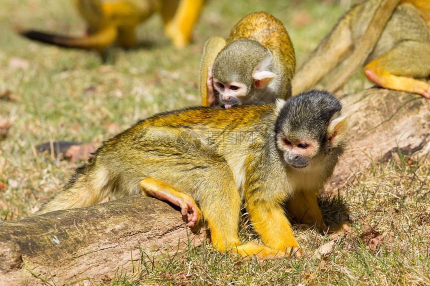 松鼠猴子清洗另一只松鼠猴子图片