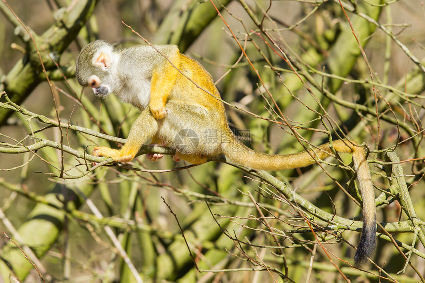 松鼠猴鬼脸哺乳动物情调野生动物生物耳朵荒野注意力毛皮牙齿图片