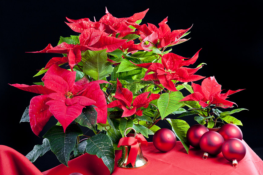 圣诞节依然与波因塞蒂亚同在静物红色传统花朵符号钟声内饰图片