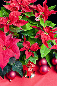 圣诞钟声圣诞节依然与波因塞蒂亚同在传统静物钟声内饰红色符号花朵背景