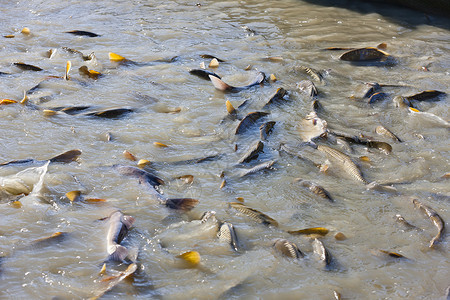 蓄积池动物动物群钓鱼收获池外观渔业池塘背景图片