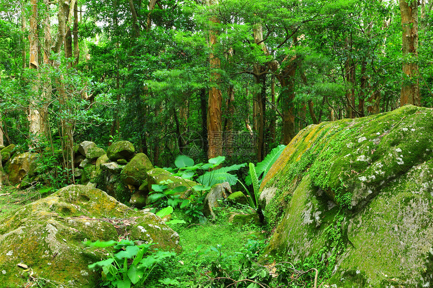 丛林活力野生动物岩石瀑布晴天公园流动环境风景叶子图片