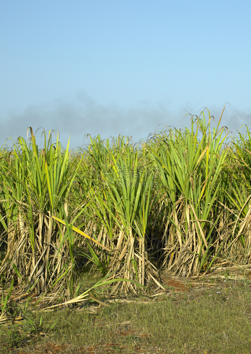 古巴弗拉加Ren Fraga甘蔗田收成农村植物学农业植物群场地作物农场生长植物图片