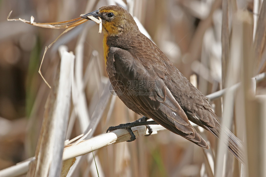 黄头黑鸟雌性黄色歌曲荒野动物女性黑色图片