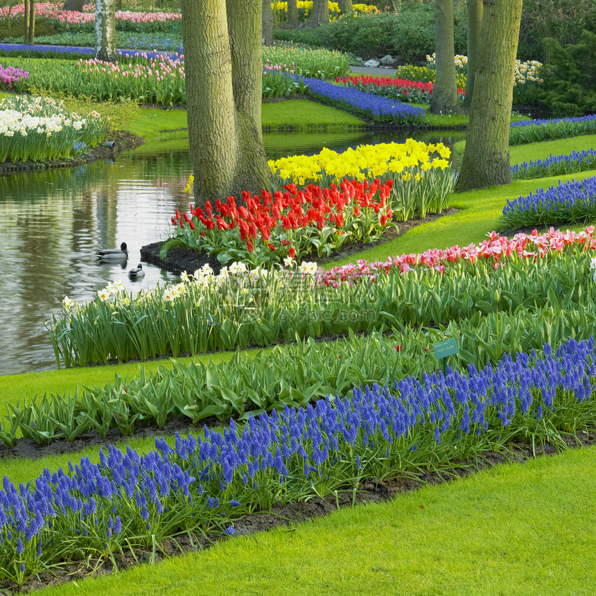 Keukenhof花园 荷兰里塞植物季节水仙世界利瑟植物群园艺外观花园郁金香图片