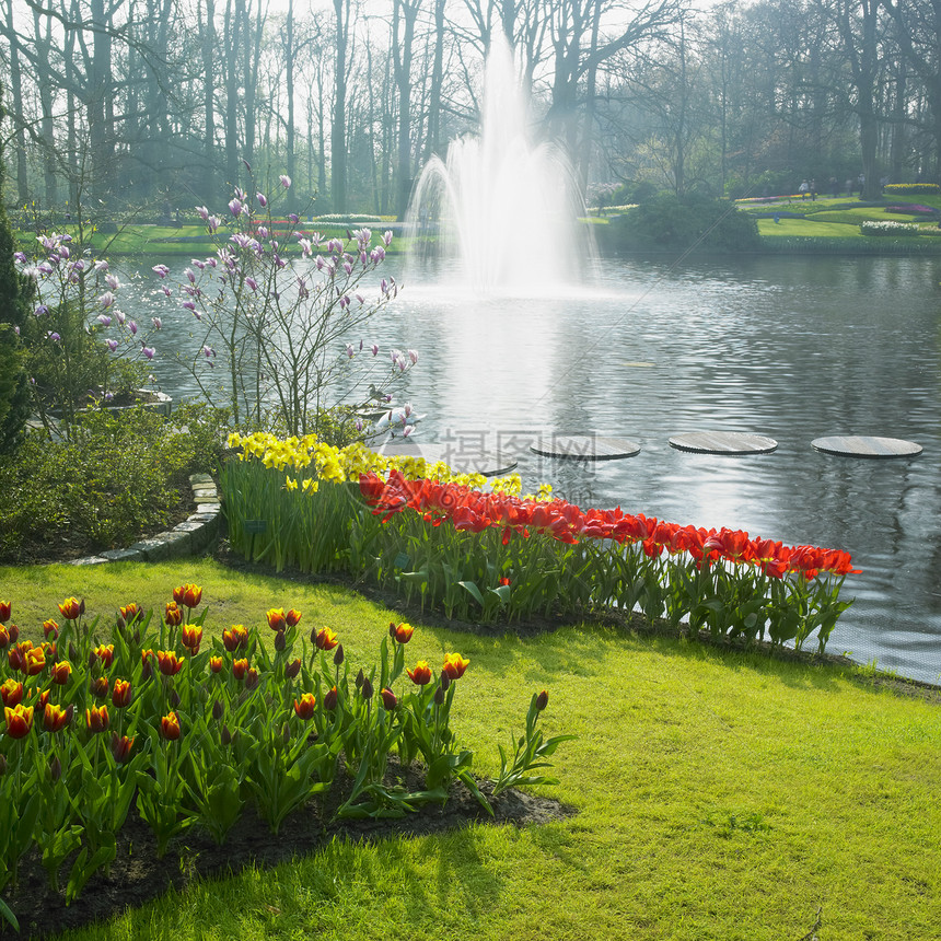 Keukenhof花园 荷兰里塞公园园艺水仙喷泉季节植物群利瑟花朵外观喷射机图片