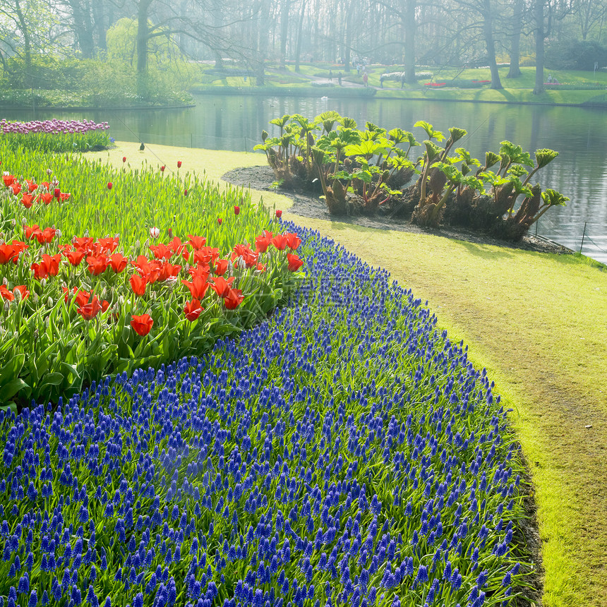 Keukenhof花园 荷兰里塞世界外观花园植物群植物季节利瑟池塘配菜郁金香图片