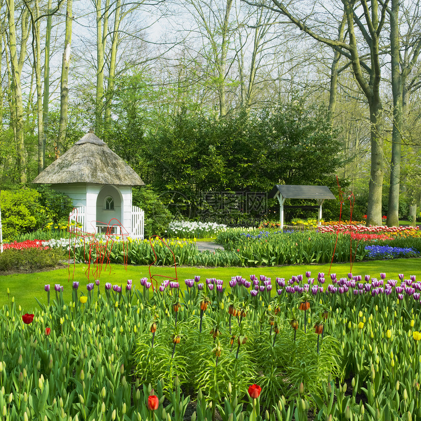 Keukenhof花园 荷兰里塞植物植物群位置花园世界荣耀花朵季节植物学利瑟图片