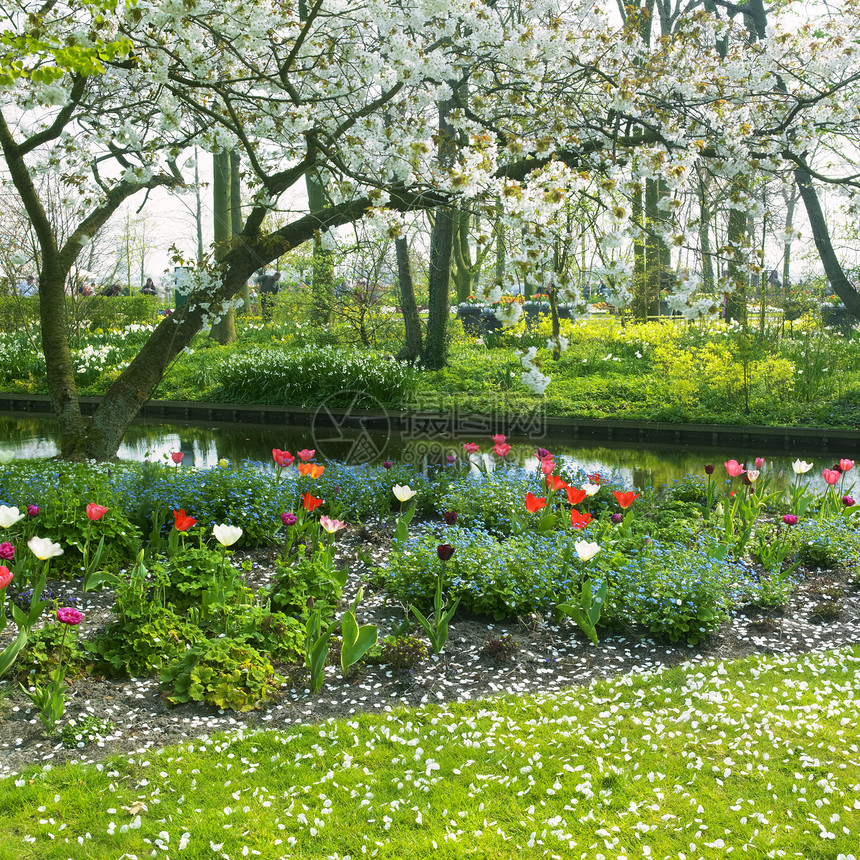Keukenhof花园 荷兰里塞世界花园植物外观植物群位置植被季节郁金香公园图片