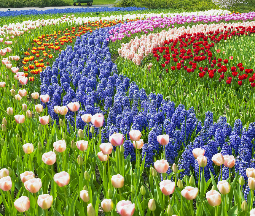 Keukenhof花园 荷兰里塞花园紫色植物学园艺外观花朵植被配菜蓝色公园图片