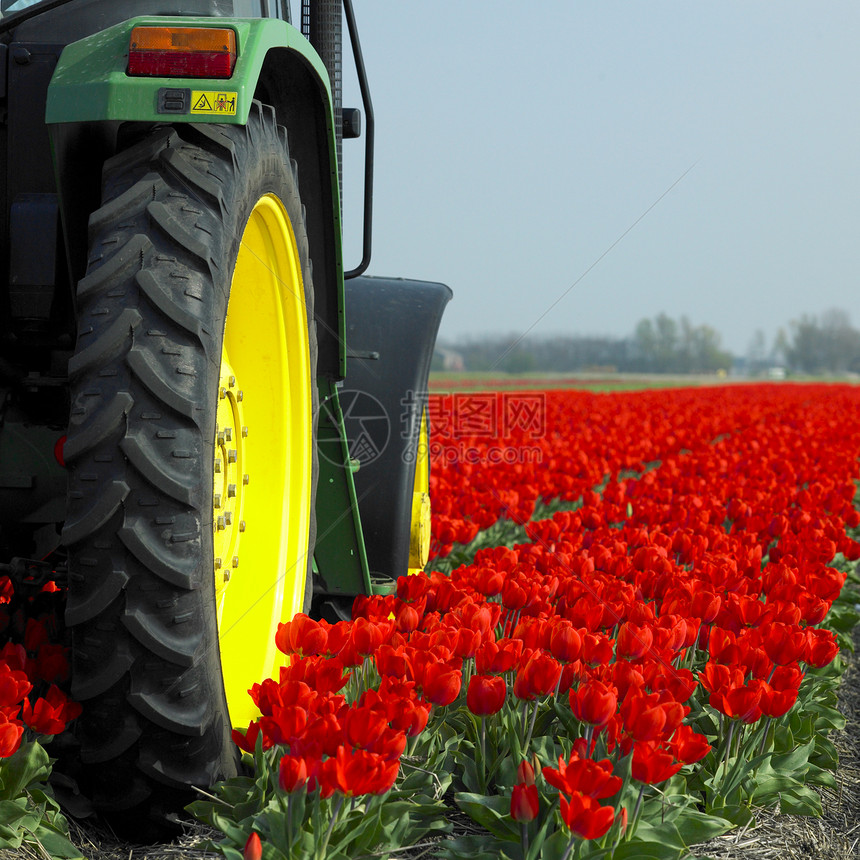 荷兰图利普田地上的拖拉机国家汽车花朵车辆郁金香轮子农具生产农村植被图片