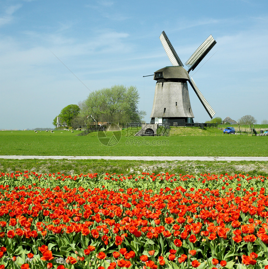 荷兰Shermerhorn附近有郁金树田的风车郁金香旅行植被植物学花朵农村国家表面植物世界图片