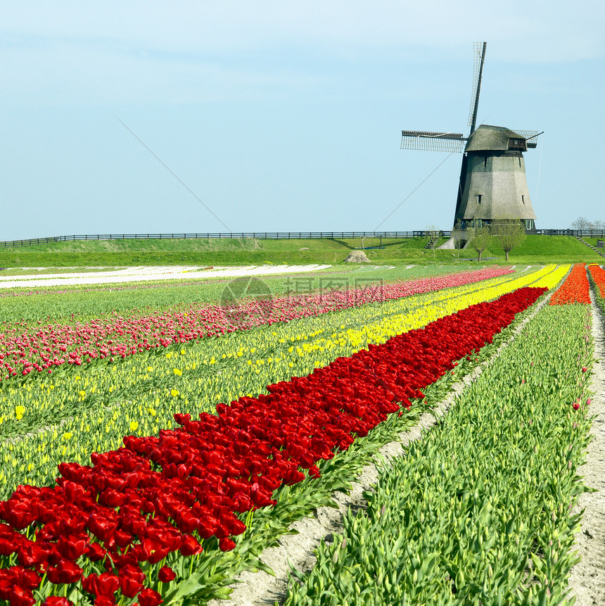 荷兰Shermerhorn附近有郁金树田的风车旅行植被位置季节农村植物国家园艺外观表面图片