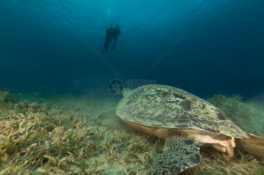 红海的绿龟和潜水员图片