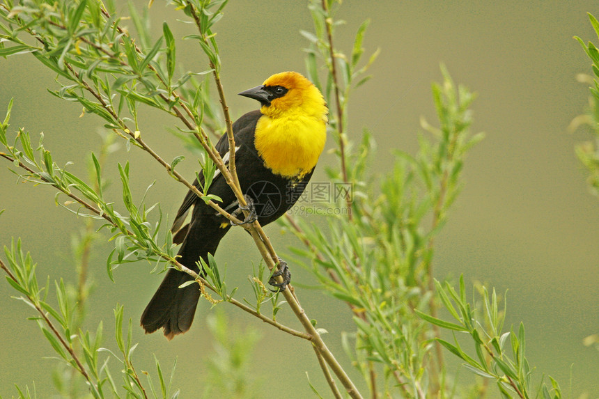 黄头黑鸟男性荒野歌曲黄色黑色图片
