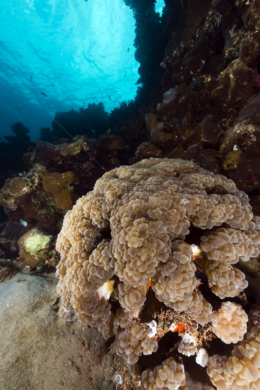 红海热带水域中的泡泡珊瑚图片