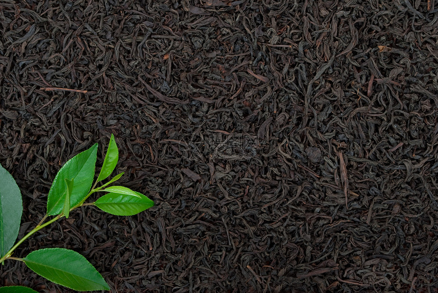 含叶叶的黑茶单宁白毫水果叶子草本植物黑色药品健康文化白色图片