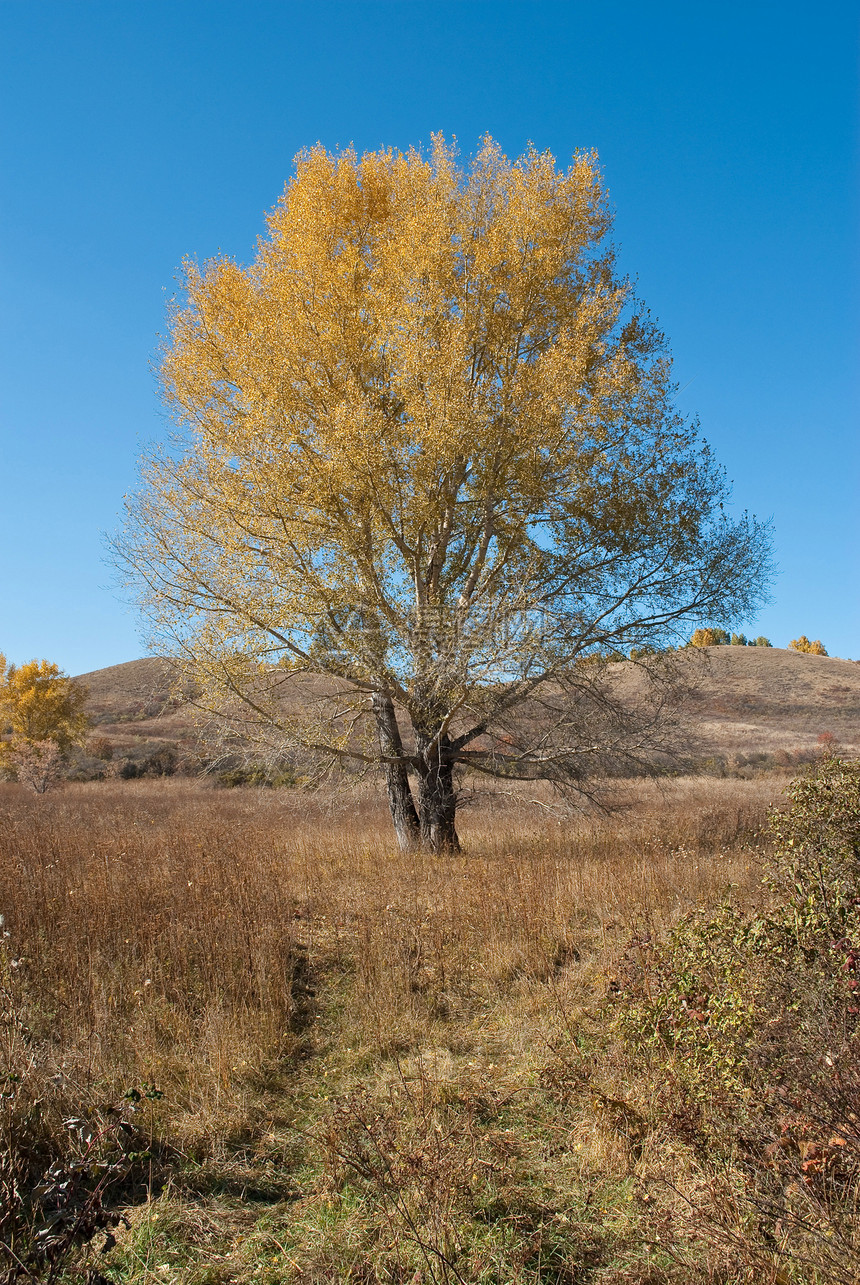 秋树植物公园绿色场地黄色生长季节性植物群乡村场景图片