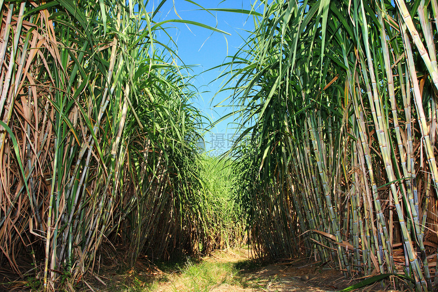 甘蔗种植园农田收成纤维素食物植物国家燃料活力生长乙醇图片