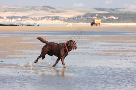 沙滩跑棕色拉布拉多在沙滩上玩幸福波浪蓝色海洋天气宠物海岸金子海滩运动背景