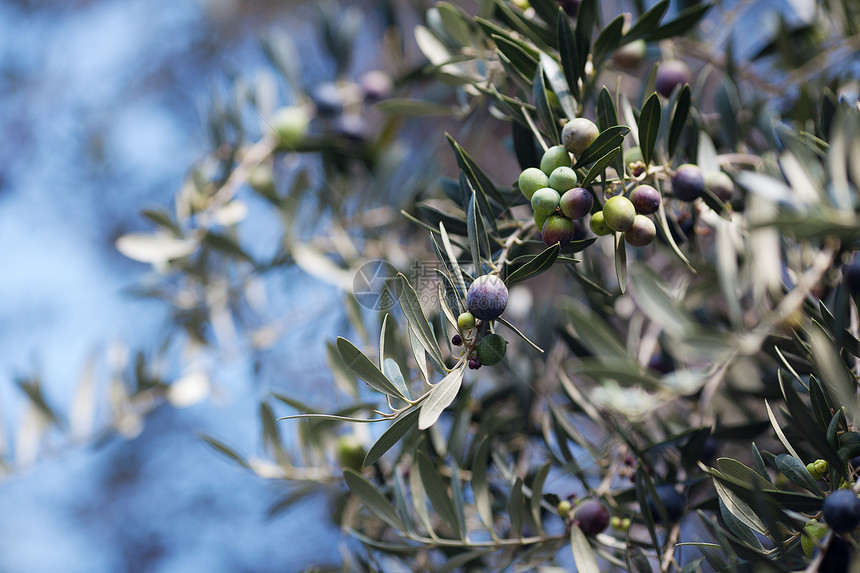多汁的绿橄榄枝油壶植物玻璃晴天场地橄榄林太阳香气营养食物图片