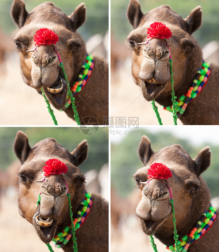 笑得漂亮 优雅的骆驼图片