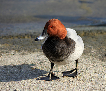 红冠水鸡欧洲野生动物高清图片