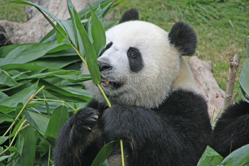 大型熊熊大熊中国梅兰诺莱乌卡岛 中国大熊猫哺乳动物熊猫竹子动物叶子树叶黑色素黑色绿色图片