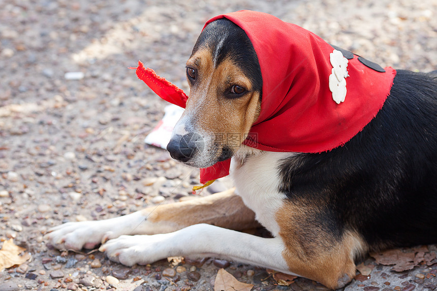 披着围巾的狗躺在地上猎犬庇护所白色朋友衣领哺乳动物犬类红色宠物动物图片