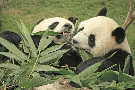 大型熊猫熊 中国竹子动物大熊猫黑色素哺乳动物熊猫黑色背景图片