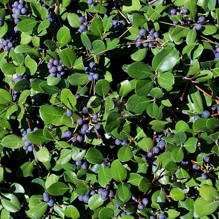 绿色树叶背景的蓝色草莓荒野木头叶子饮食植物蔬菜食物味道美食乌木图片
