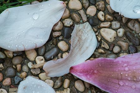 配有雨滴的马格诺利亚花粉色花瓣叶子浪漫乔木植物玉兰宏观白色背景图片