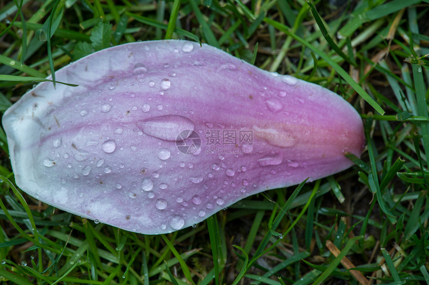 配有雨滴的马格诺利亚花浪漫花瓣乔木植物玉兰粉色白色宏观叶子图片