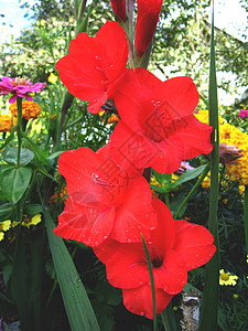 美丽的格迪奥卢斯花朵宏观红色植物季节性叶子植物群阳光花园花瓣绿色园艺高清图片素材