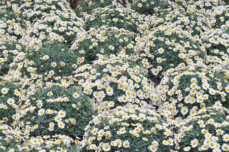 黛丝花花植物小行星雏菊植被叶子菊科绿色白色黄色树叶背景图片