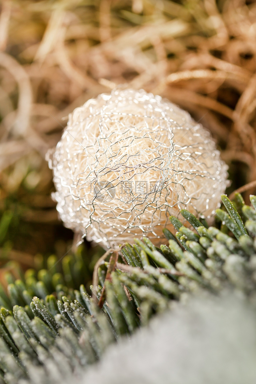 圣诞节装饰枞树白色锥体植物群针叶篮子针叶树松树叶子植物图片